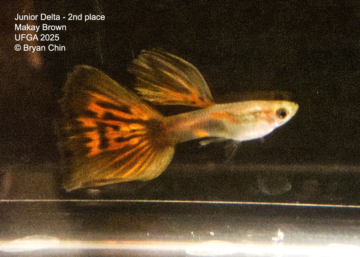 Guppy Red Bicolor